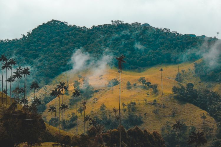 A misty landscape with rolling hills, tall palm trees, and dense forests under a cloudy sky. The scene is serene and picturesque.