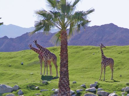 Tommy Bahama Miramonte Resort & Spa