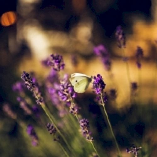 Tommy Bahama Miramonte Resort & Spa